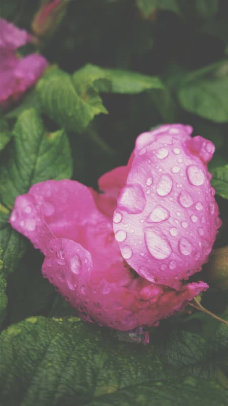 Pink Roses